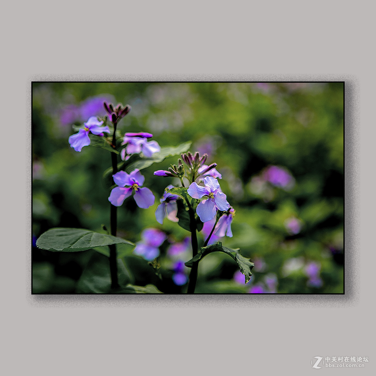 春天里的思念 --- 南理工拍花