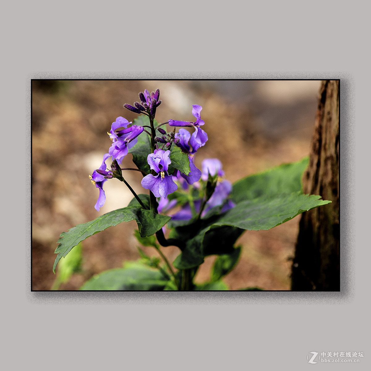 春天里的思念 --- 南理工拍花