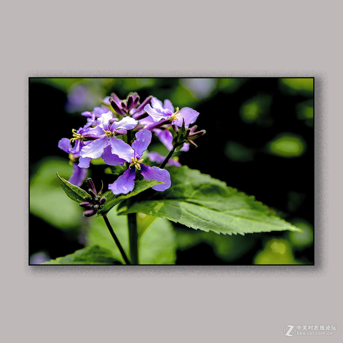 春天里的思念 --- 南理工拍花