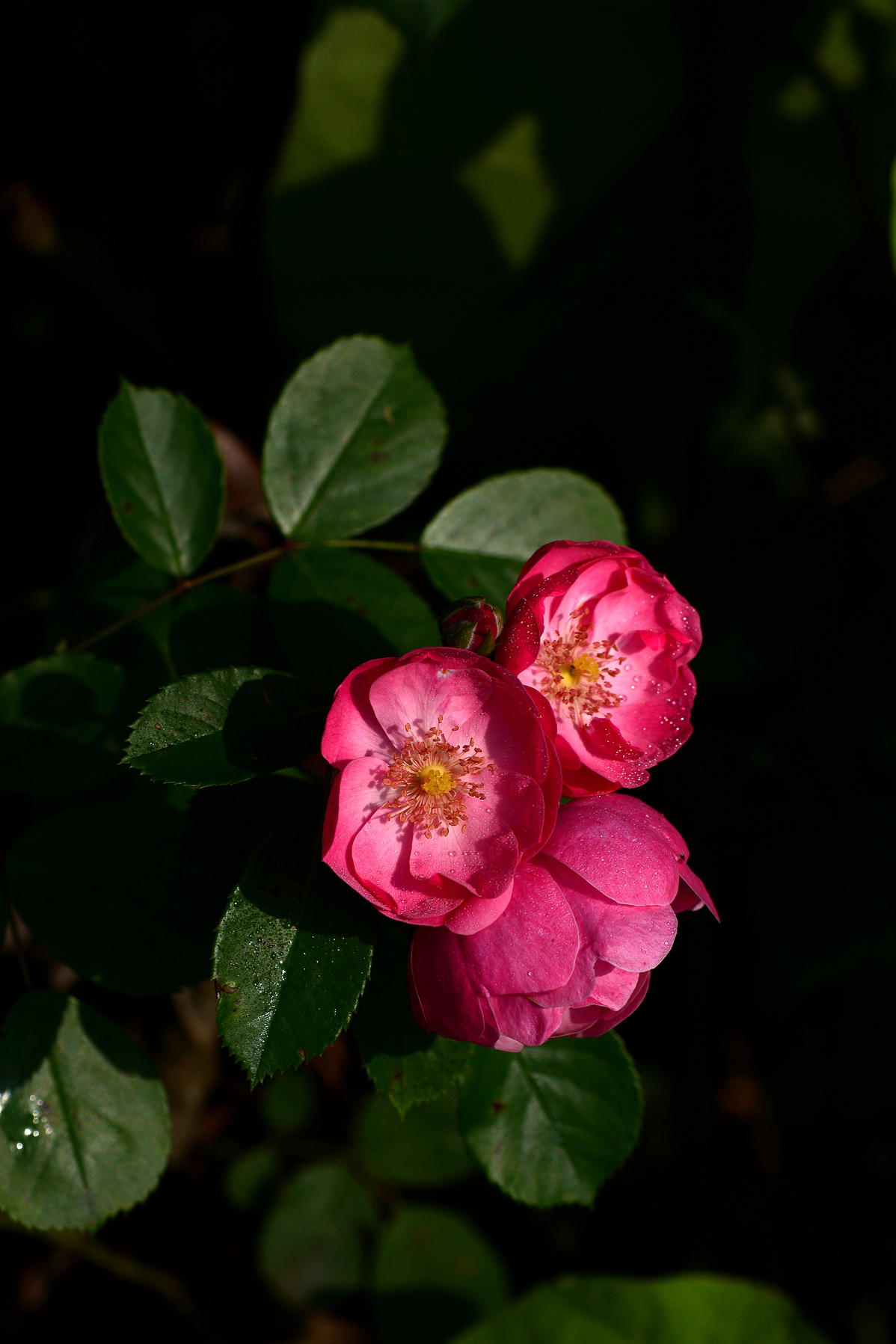 红色蔷薇祝师友们夏日快乐