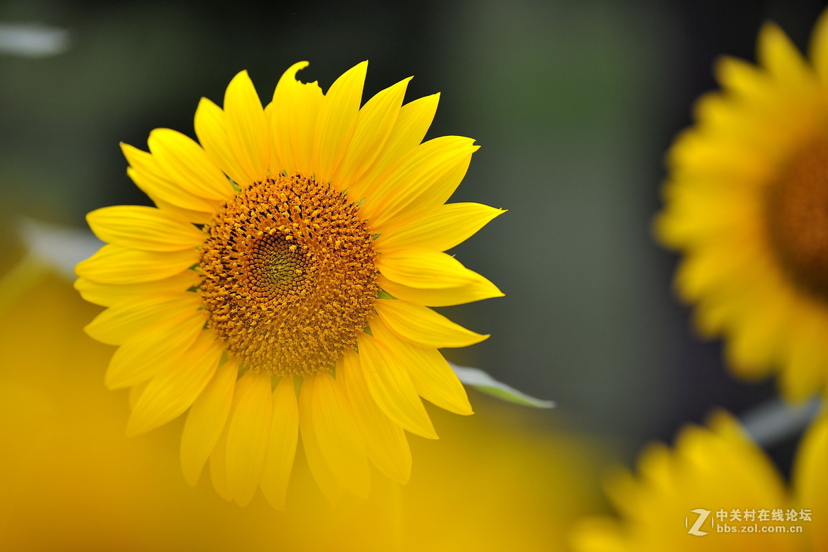 青青园中葵，朝露待日晞