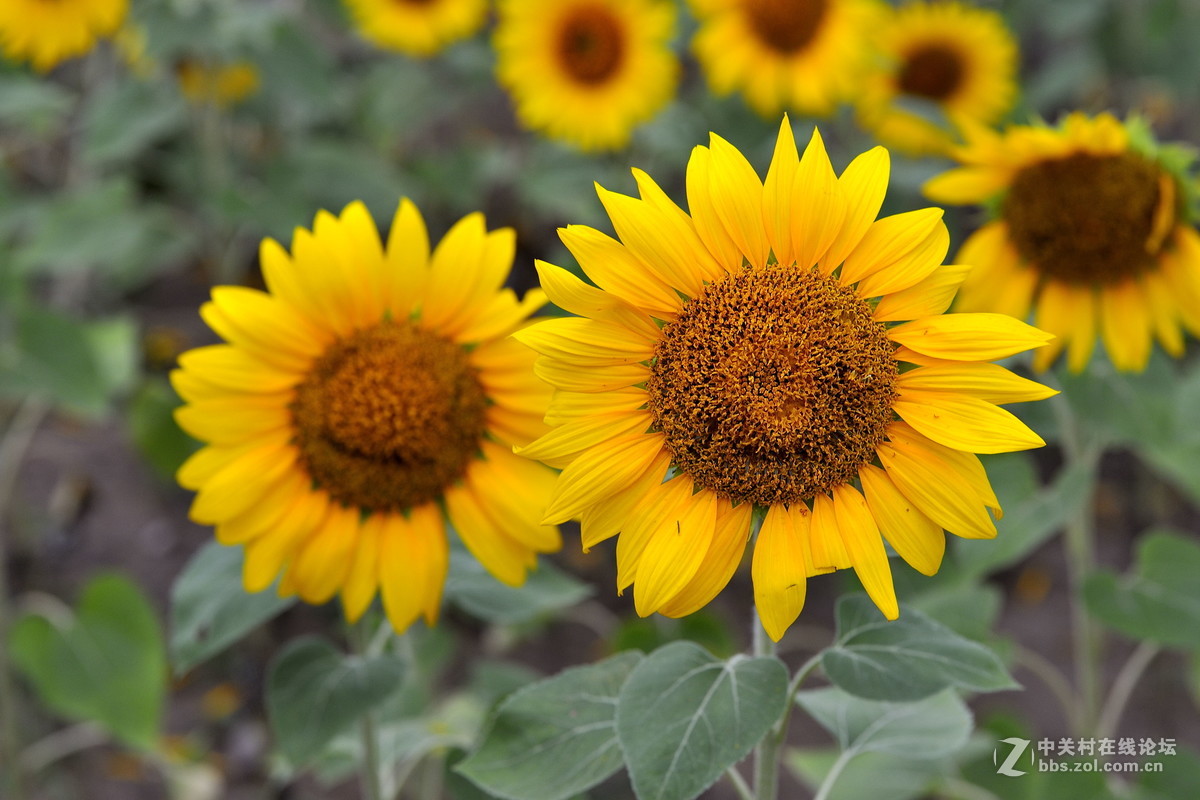青青园中葵，朝露待日晞