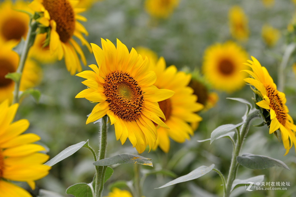 青青园中葵，朝露待日晞