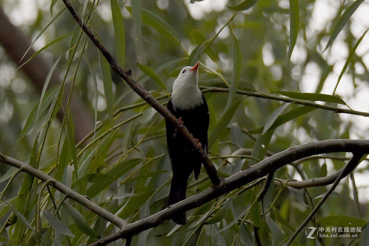 练习抓拍“白头短脚鹎”鸟
