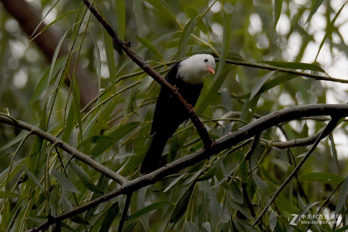 练习抓拍“白头短脚鹎”鸟