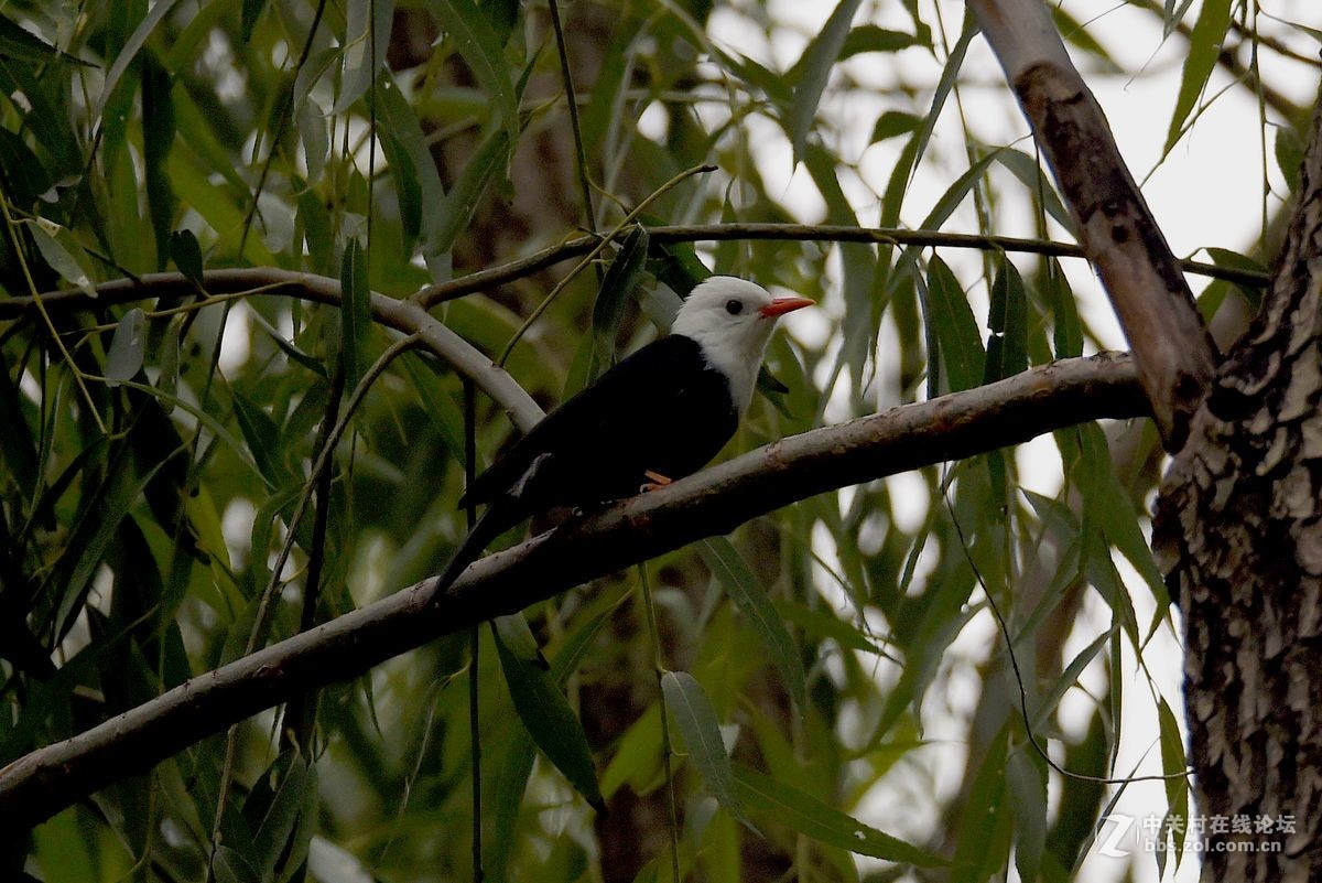 练习抓拍“白头短脚鹎”鸟