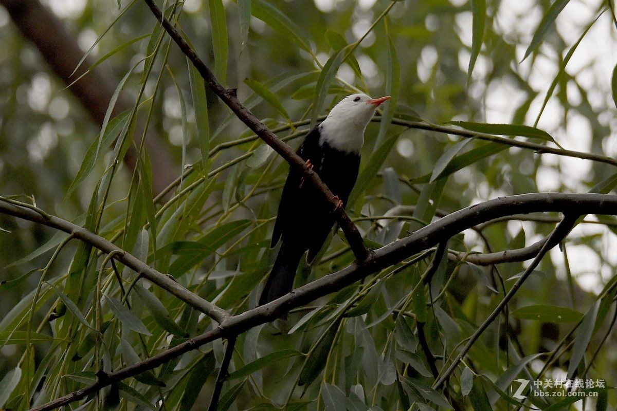 练习抓拍“白头短脚鹎”鸟