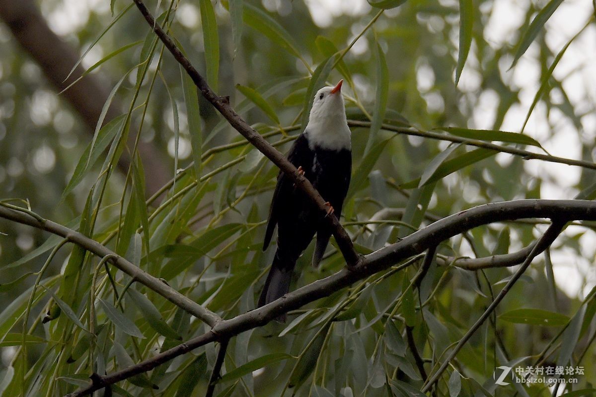 练习抓拍“白头短脚鹎”鸟