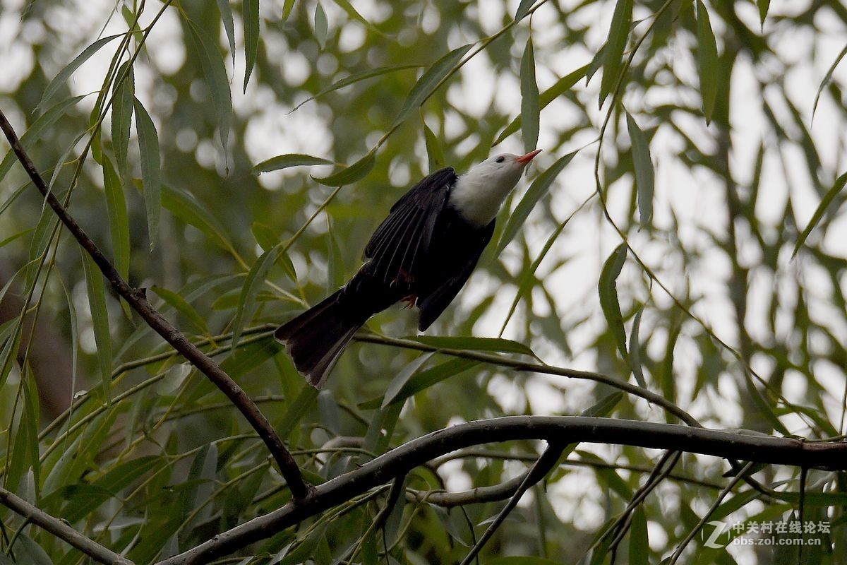 练习抓拍“白头短脚鹎”鸟