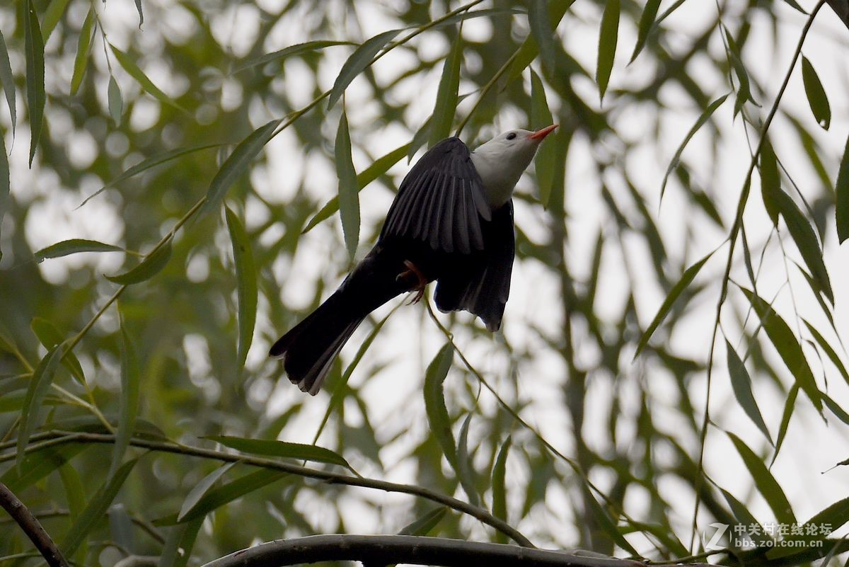 练习抓拍“白头短脚鹎”鸟