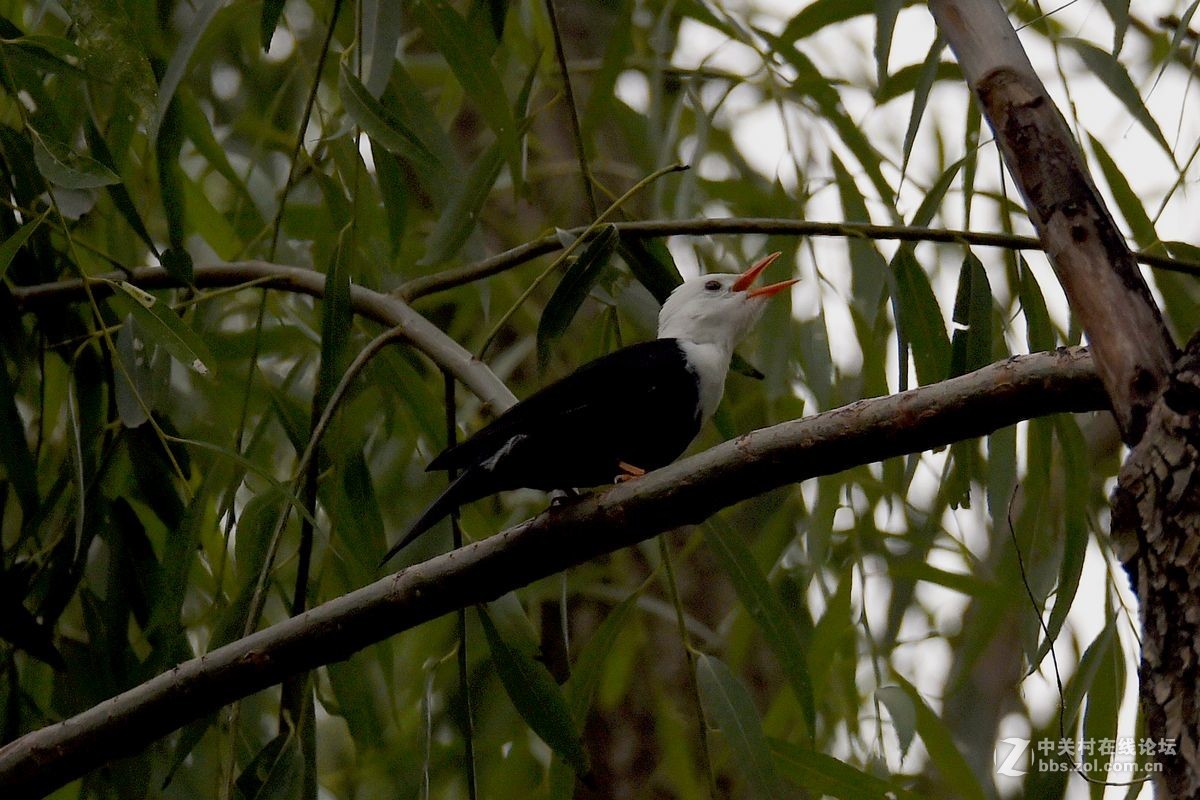 练习抓拍“白头短脚鹎”鸟