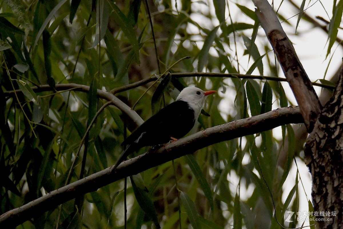 练习抓拍“白头短脚鹎”鸟