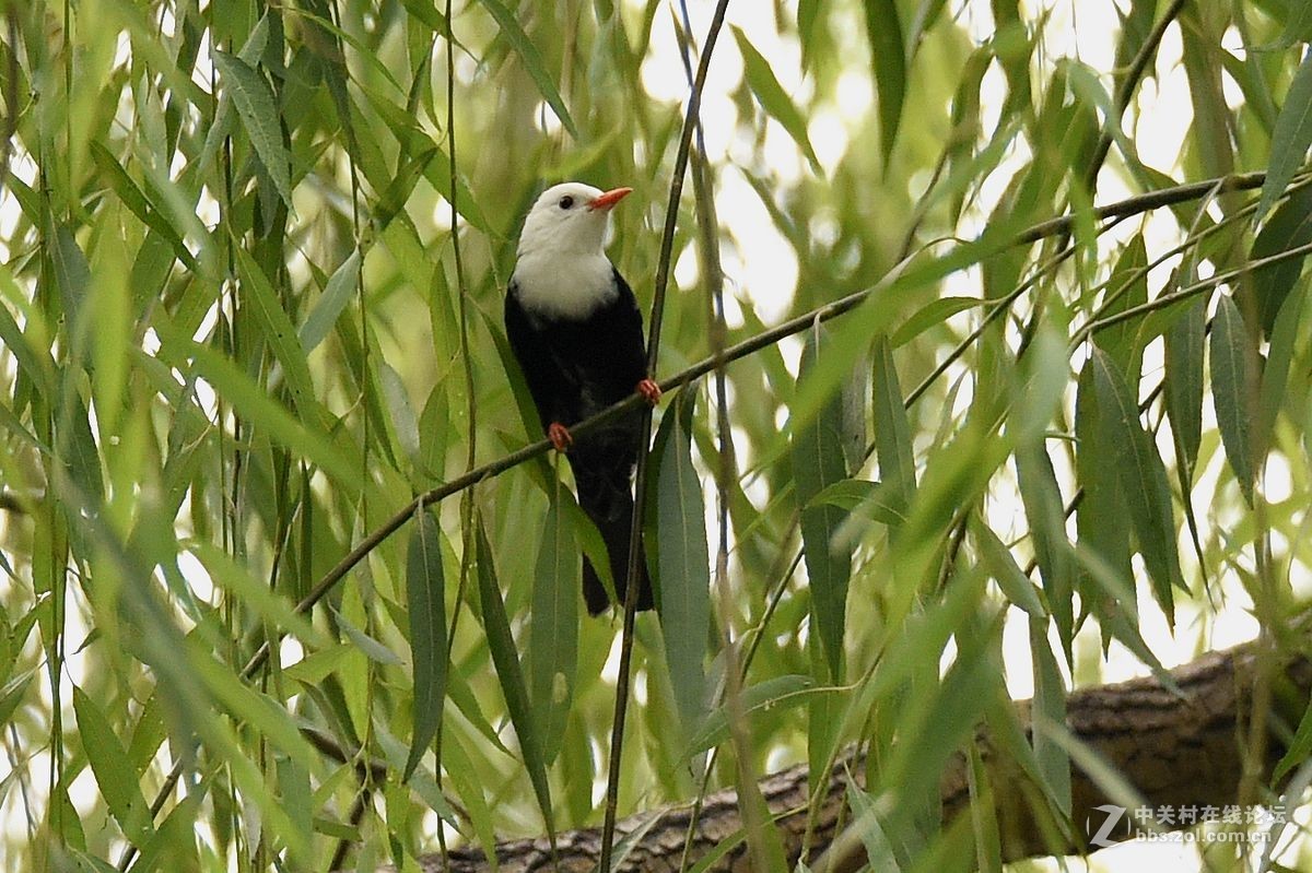 练习抓拍“白头短脚鹎”鸟