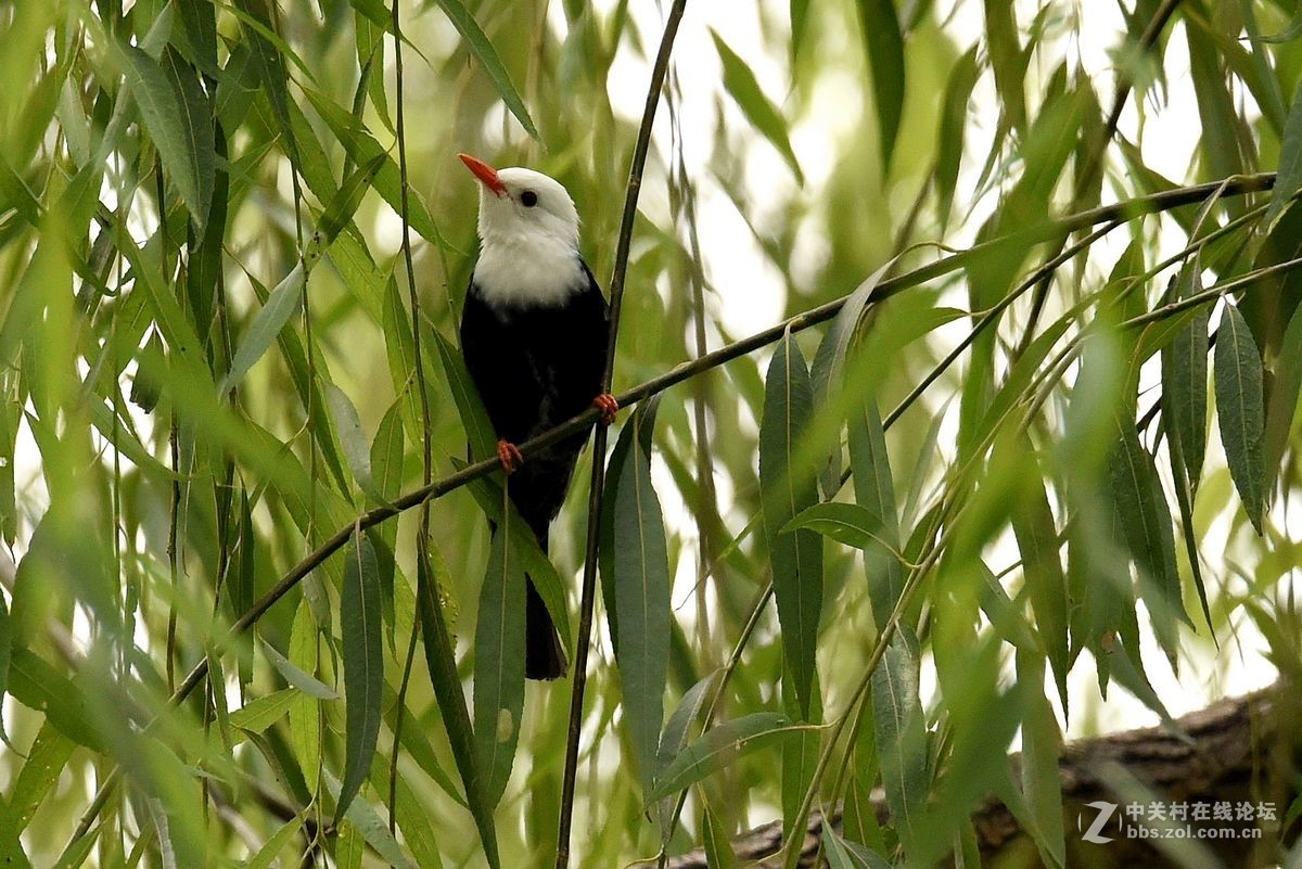 练习抓拍“白头短脚鹎”鸟