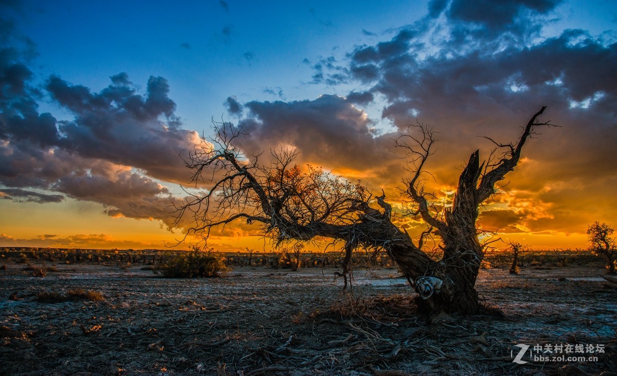 大美西域新疆六千年胡杨林
