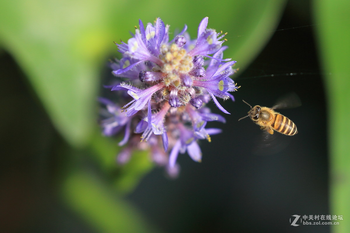 佳能5D Mark lll 境头EF100-400.0mm f/4.5-5.6L IS ll USM