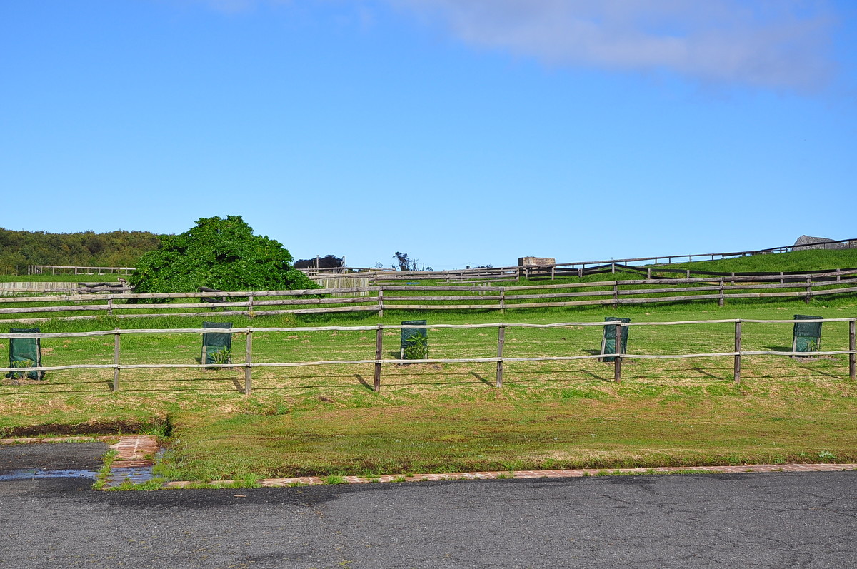 南非之旅（三）鸵鸟园（开普敦）