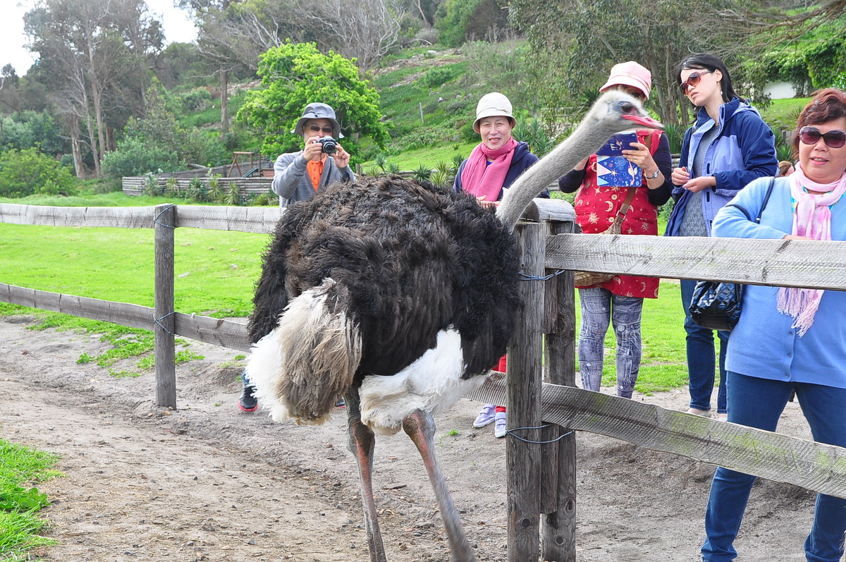 南非之旅（三）鸵鸟园（开普敦）