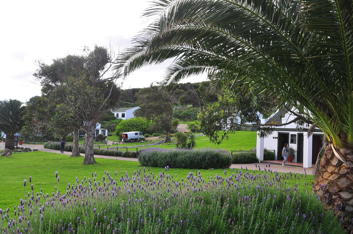 南非之旅（三）鸵鸟园（开普敦）