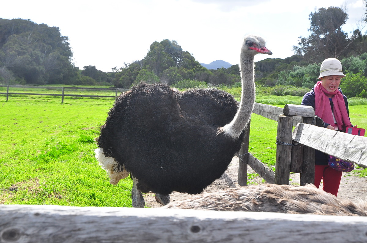 南非之旅（三）鸵鸟园（开普敦）