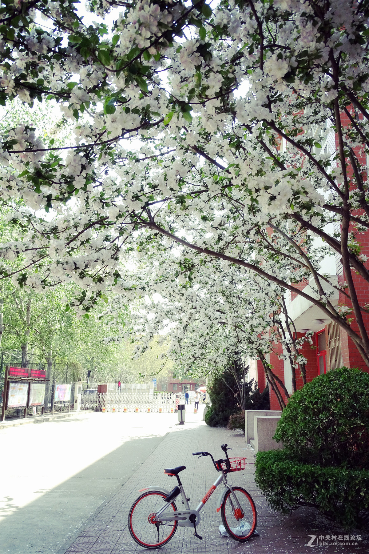 春意浓 万象更新