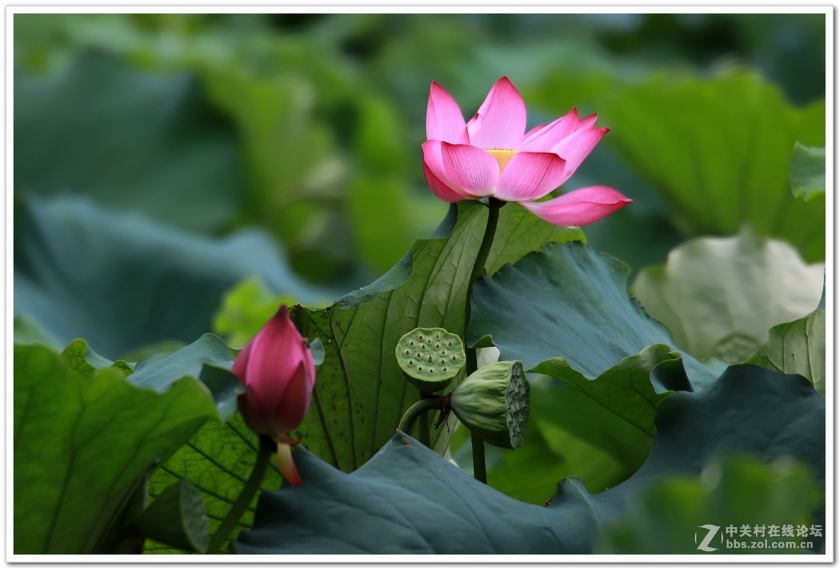 肯高2倍增距镜试镜