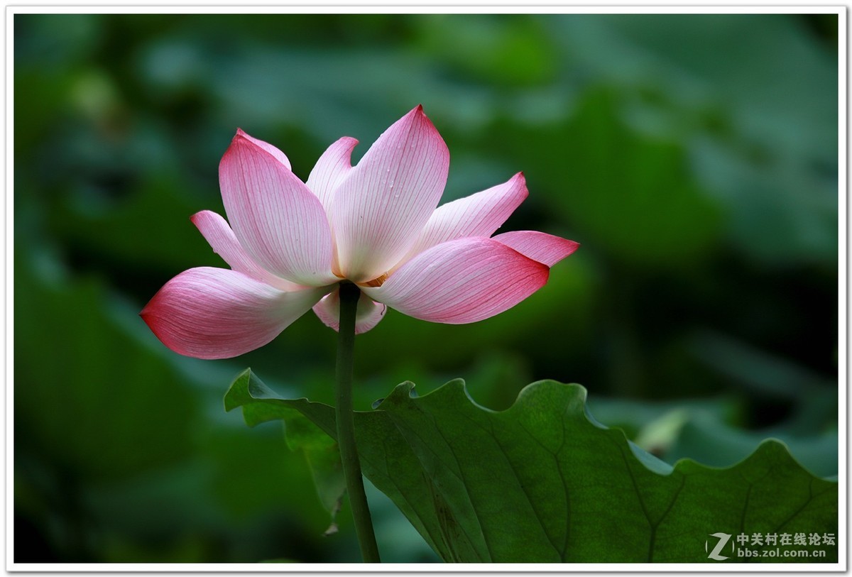 肯高2倍增距镜试镜