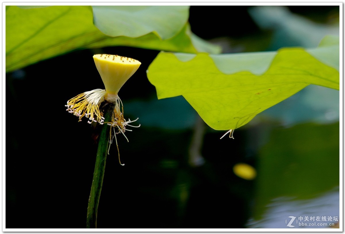 肯高2倍增距镜试镜