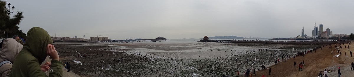 2019正月初四青岛栈桥海边观看海鸥