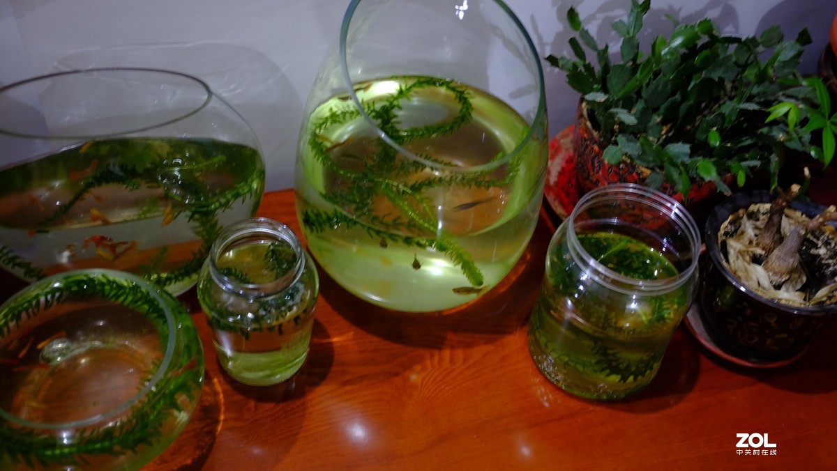 星空(中国)冷清，活跃一下星空(中国)发几张闲拍的图片，看看效果