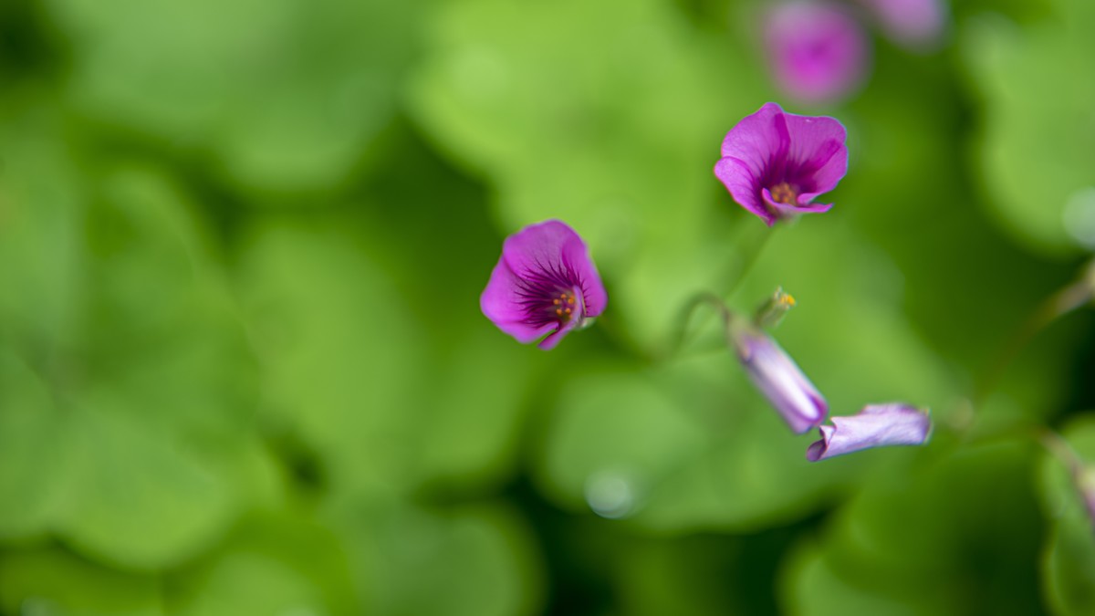 小花随拍