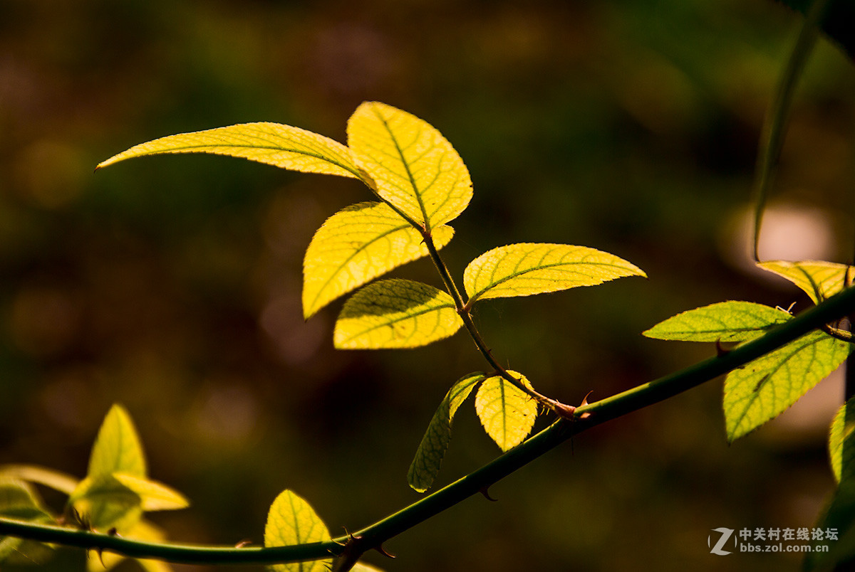 试机  秋日小品，恭贺 彤鑫 老师 履新