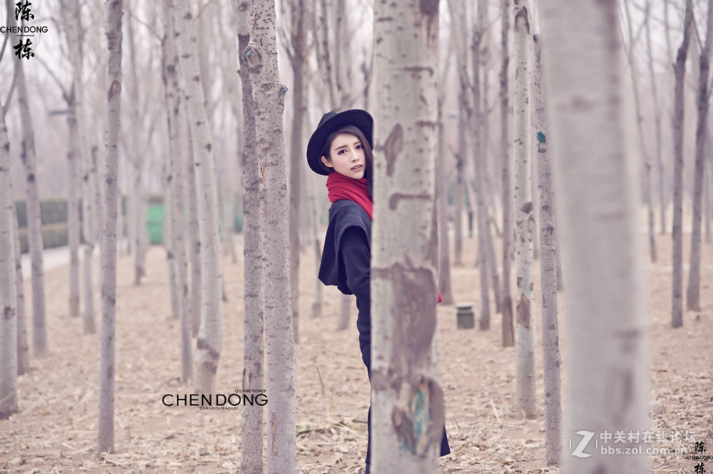 晚冬的白桦林 摄影师