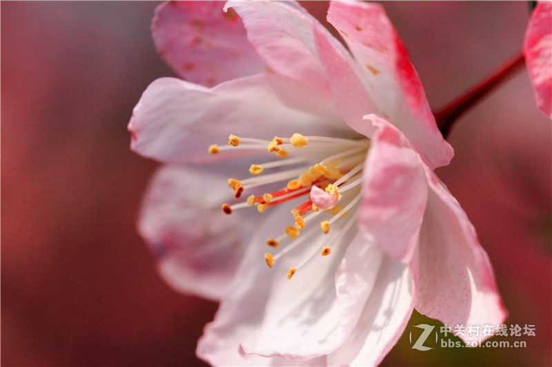 入腾龙90微，试拍