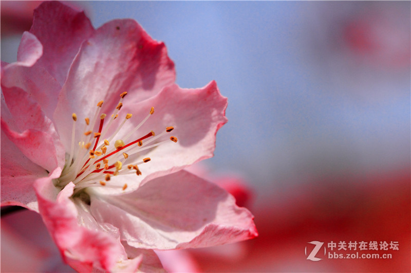 入腾龙90微，试拍