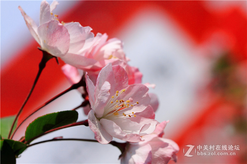 入腾龙90微，试拍