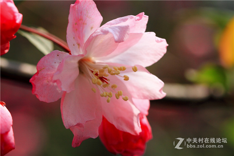 入腾龙90微，试拍