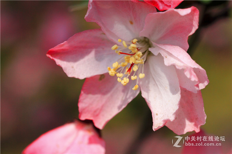 入腾龙90微，试拍