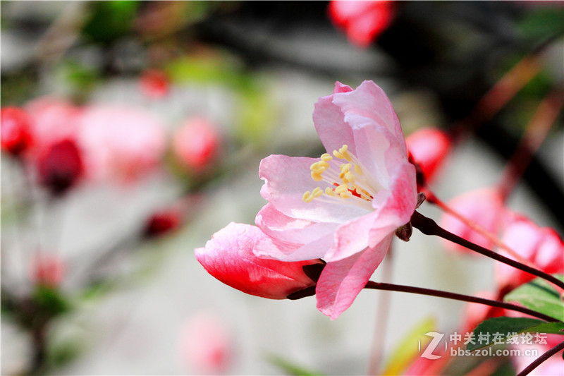 入腾龙90微，试拍