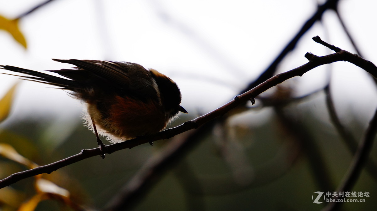 发点平时5R拍的片子~~