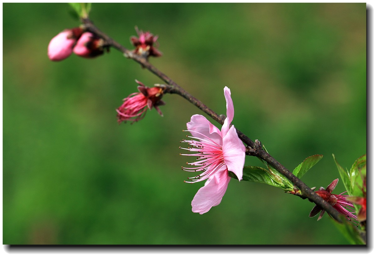 #佳能月赛-人间四月天#_【十里桃花】