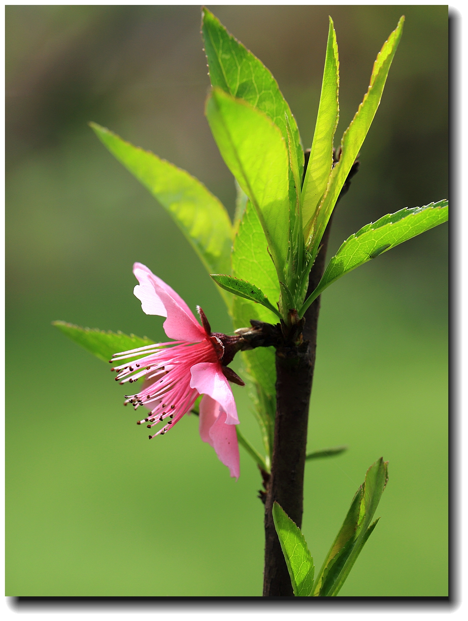 #佳能月赛-人间四月天#_【十里桃花】