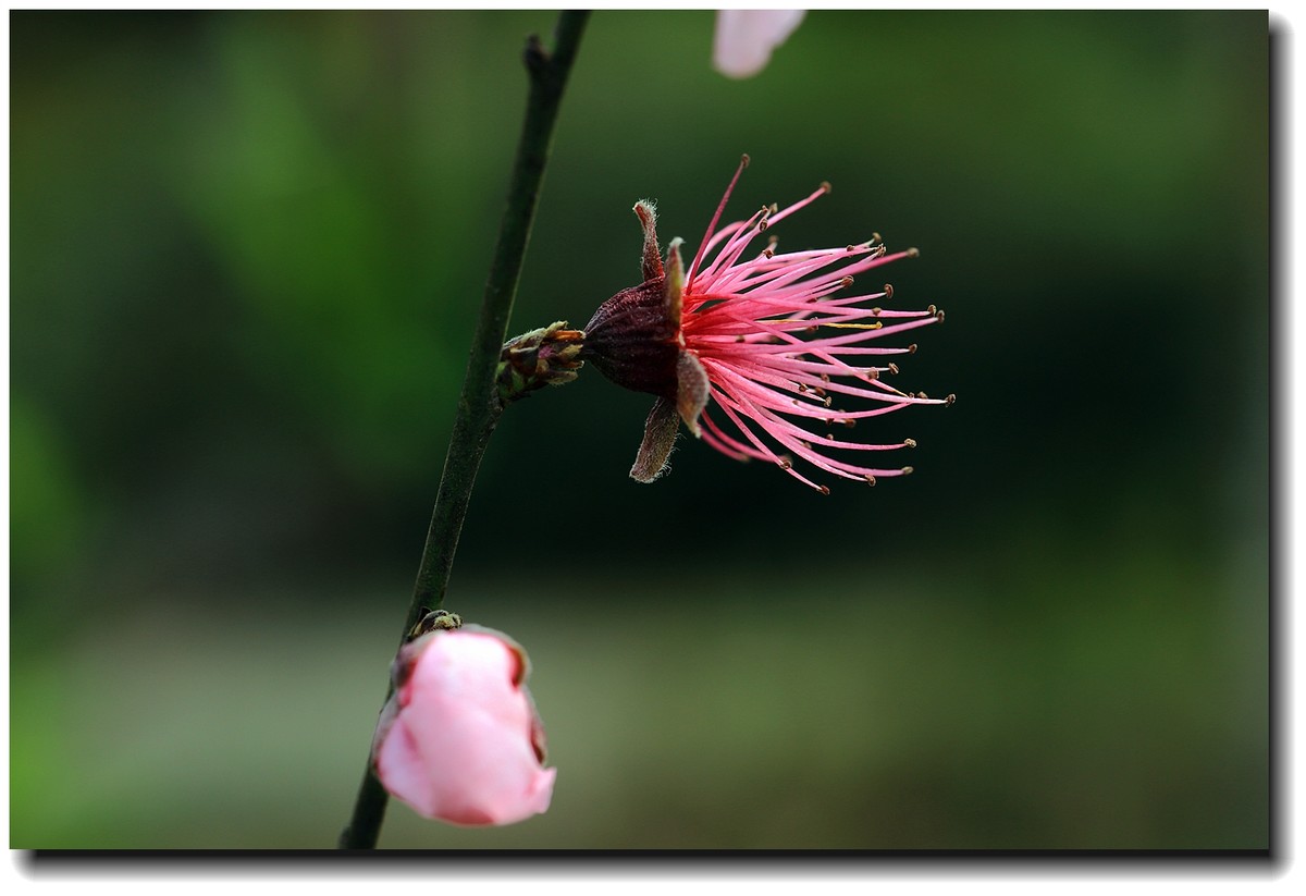 #佳能月赛-人间四月天#_【十里桃花】