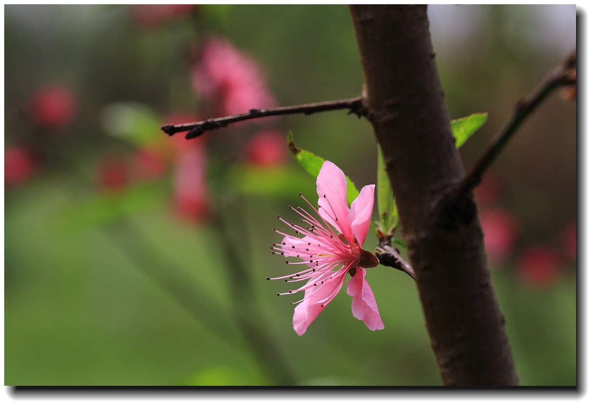 #佳能月赛-人间四月天#_【十里桃花】