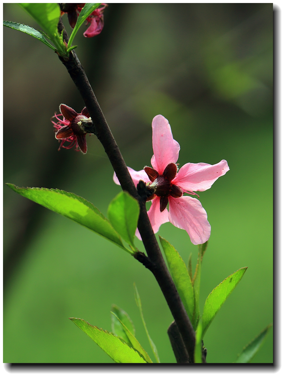 #佳能月赛-人间四月天#_【十里桃花】