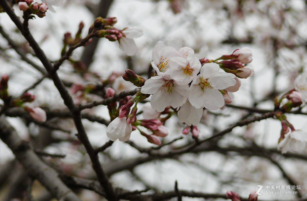 漂亮的樱桃花     2
