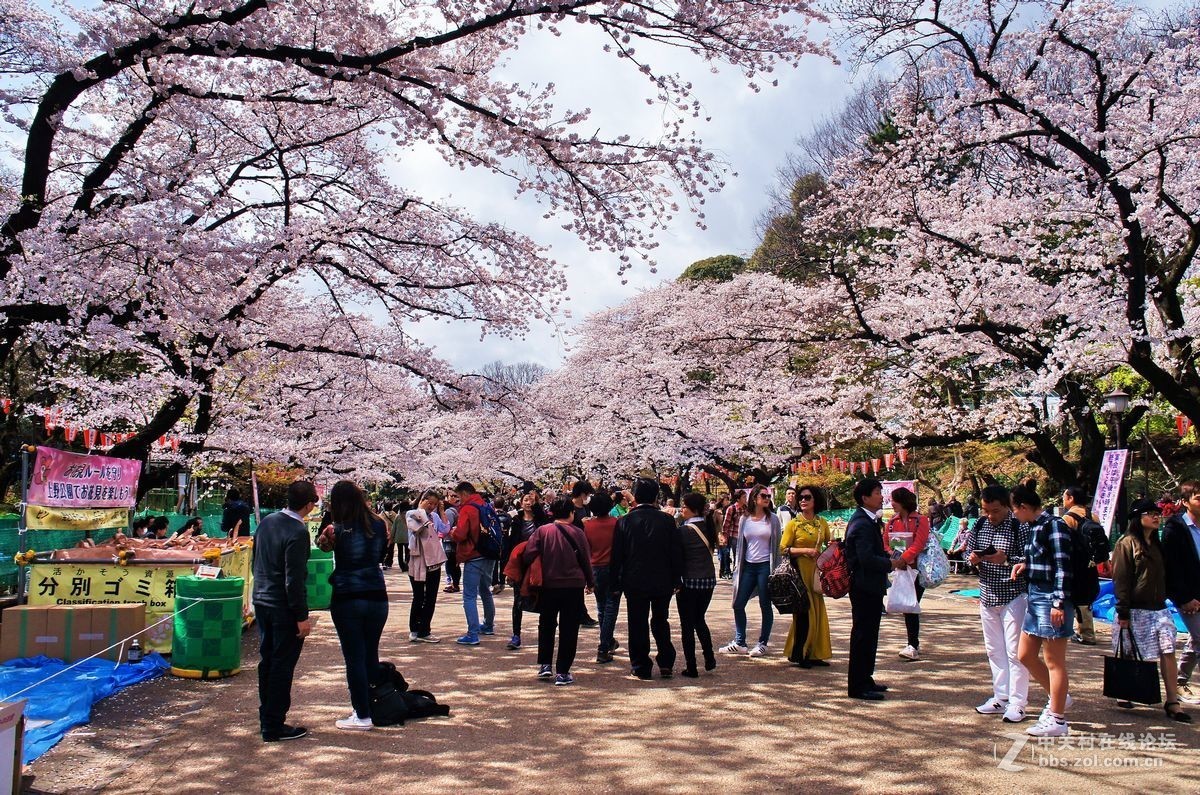 【上野的樱花啊！摄影图片】日本东京上野公园生态摄影_快乐摄影_太平洋电脑网摄影部落