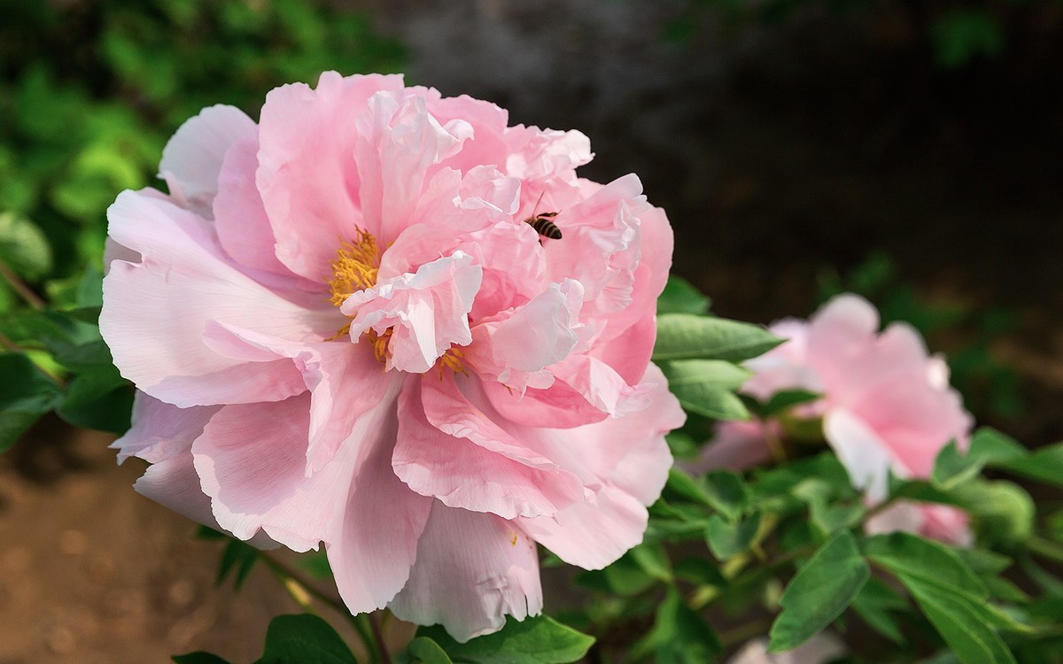 一组牡丹花花10片