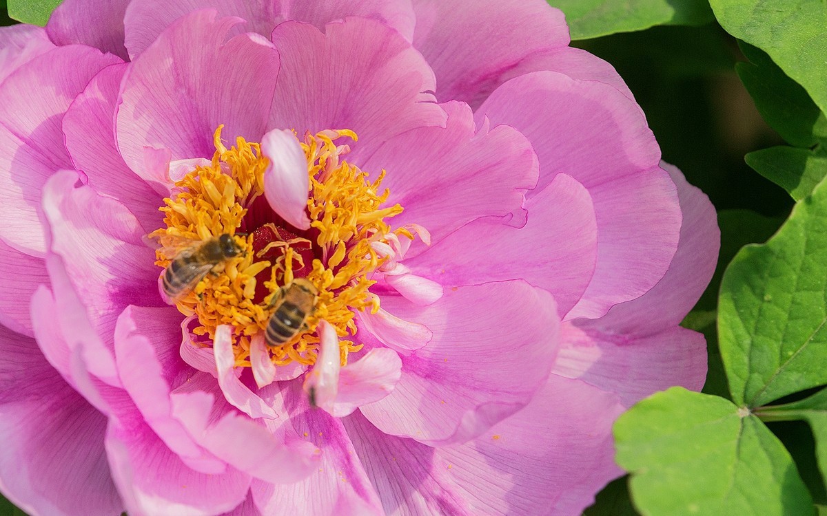 一组牡丹花花10片