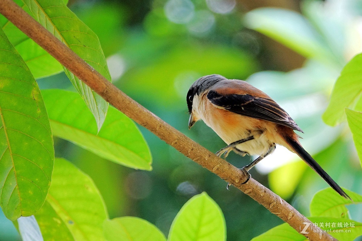 夏日的伯劳小鸟7